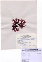 藏品(角叉菜)的圖片